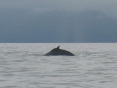 It's a Whale! It's a Whale!